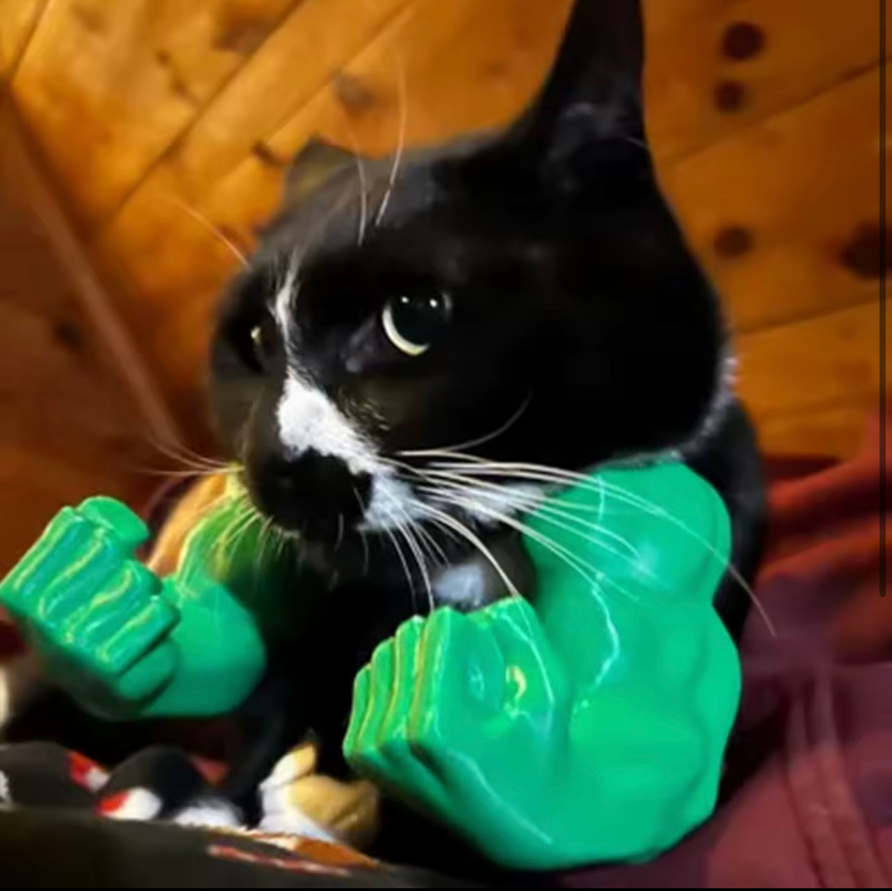 Hilarious Hulk Cat Arms