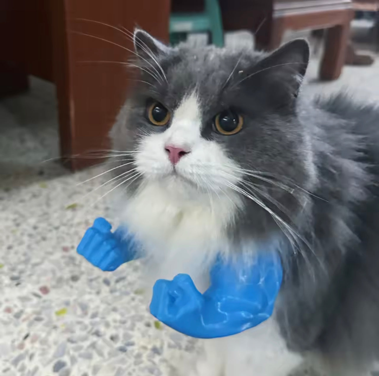 Hilarious Hulk Cat Arms