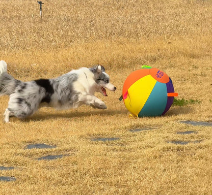 Dog Playing Plushy Ball