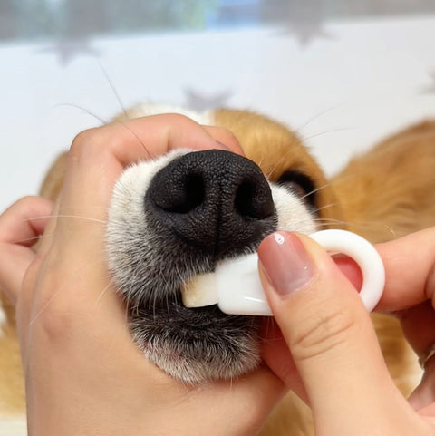 NEW Dog Toothbrush