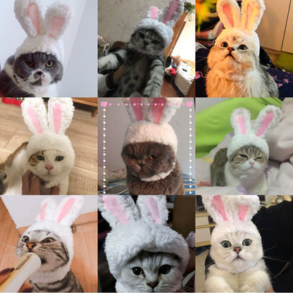 Cat Bunny Ears