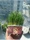 Organic Cat Grass