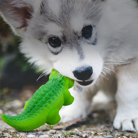 Crocodile Squeaky Toy