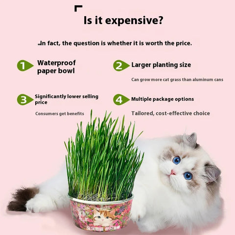 Organic Cat Grass