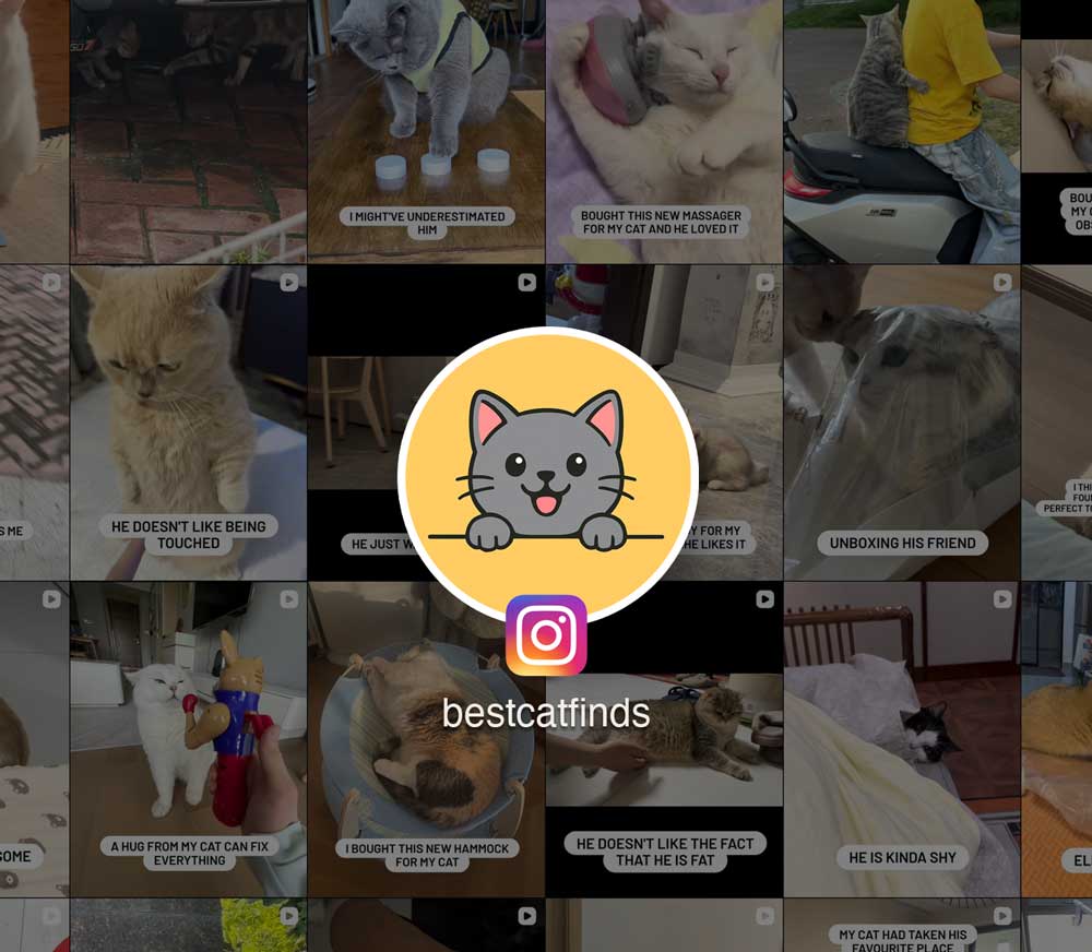 The Best Finds for Cat Lovers