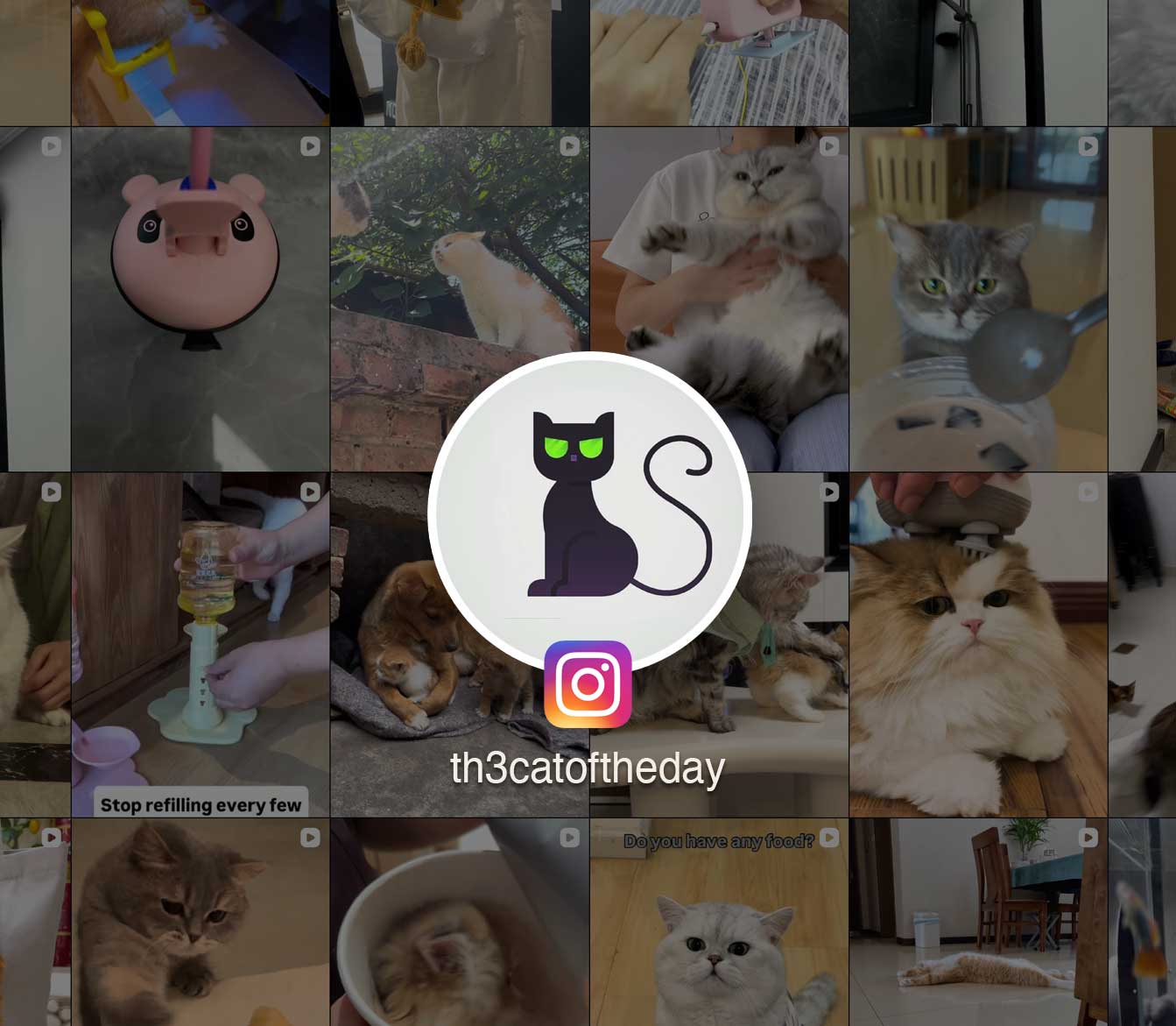 The Best Finds for Cat Lovers