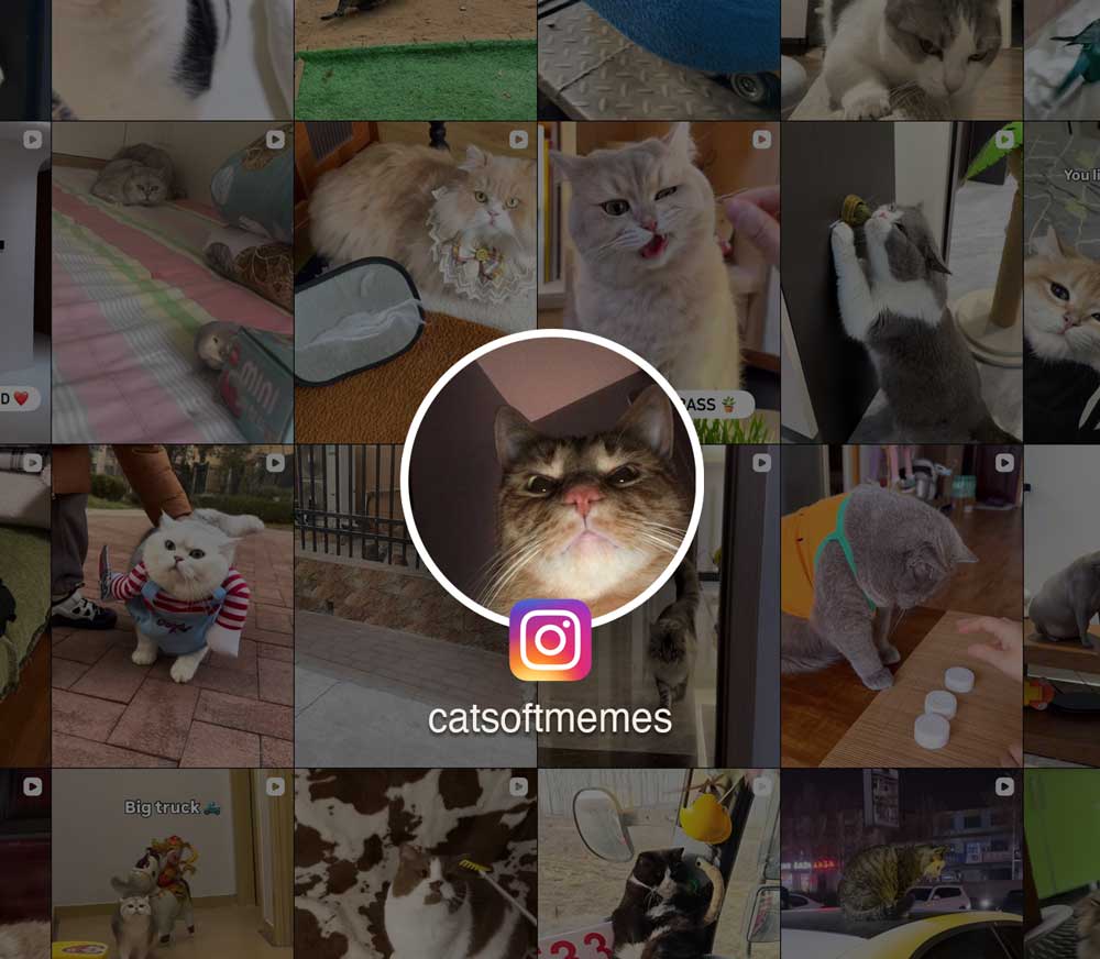 Cat Products Worth Purring About