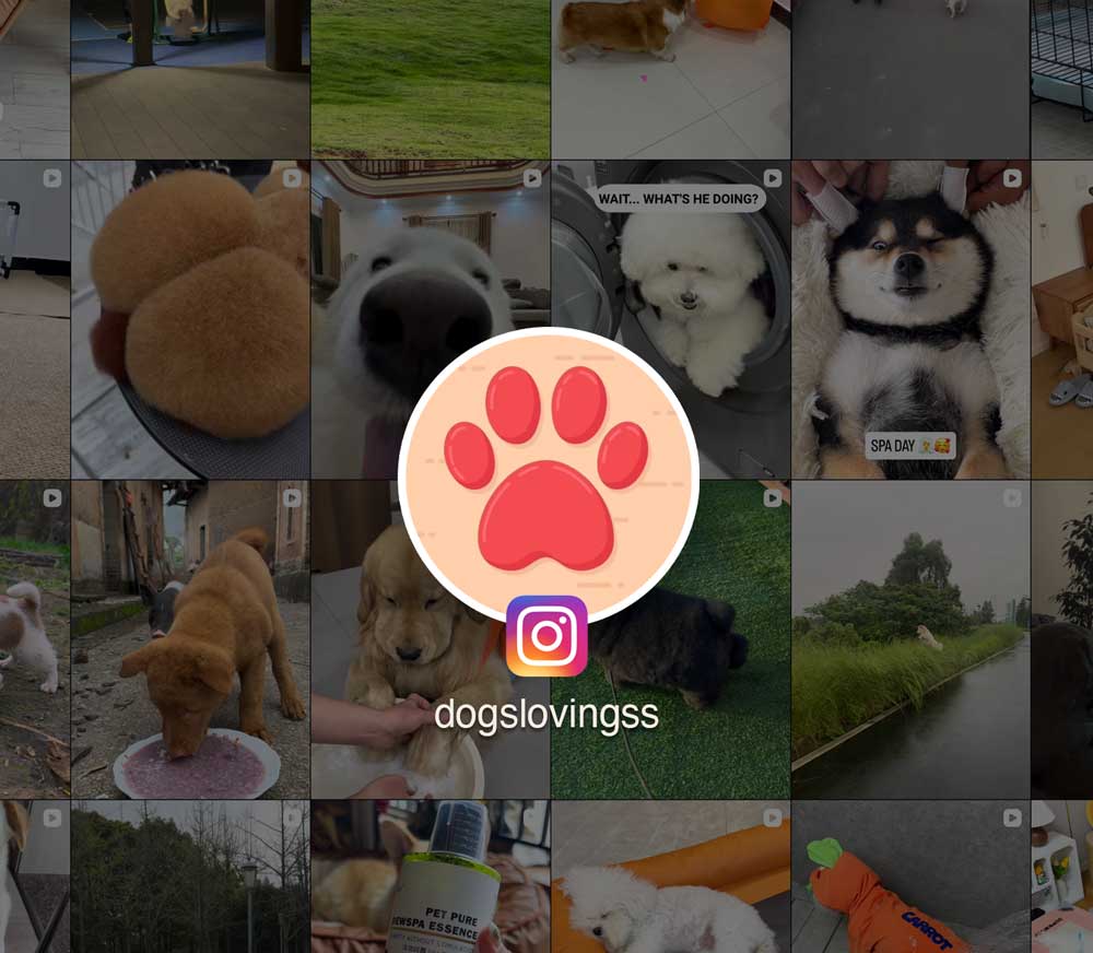 The Best Finds for Dog Lovers