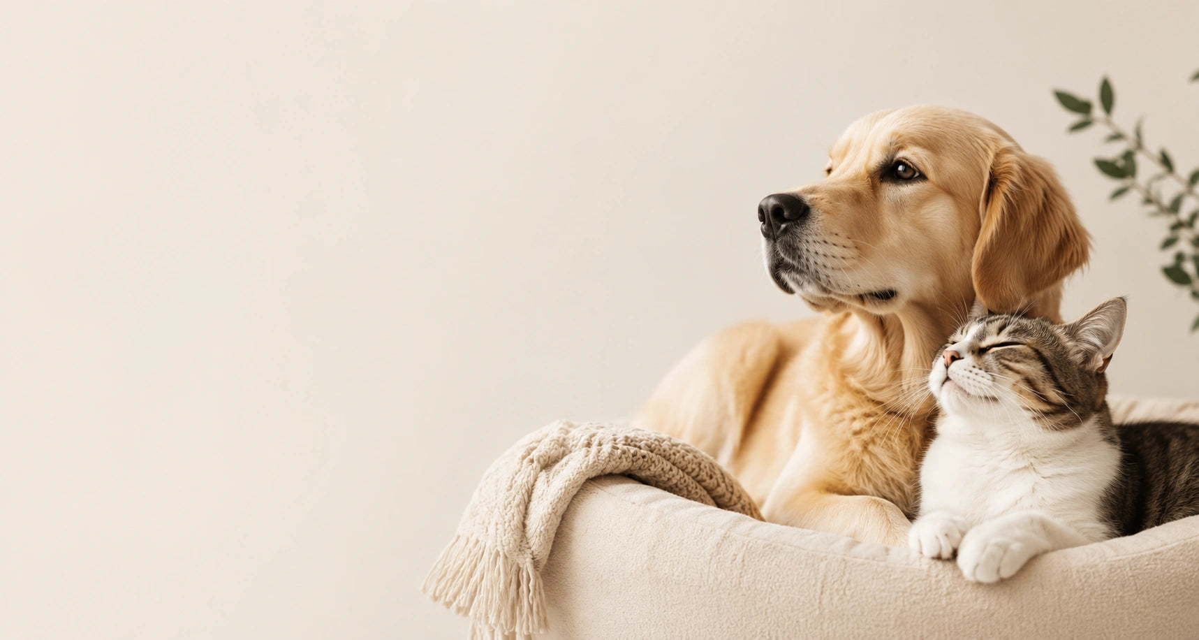 Cat Products Worth Purring About