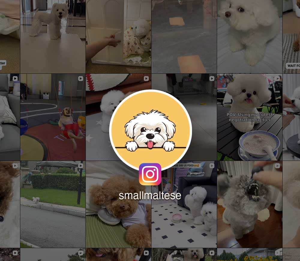 The Best Finds for Maltese Dogs
