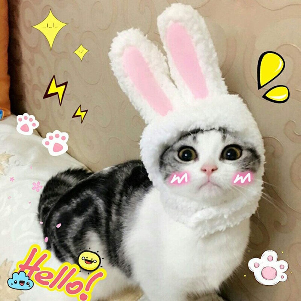 Cat Bunny Ears