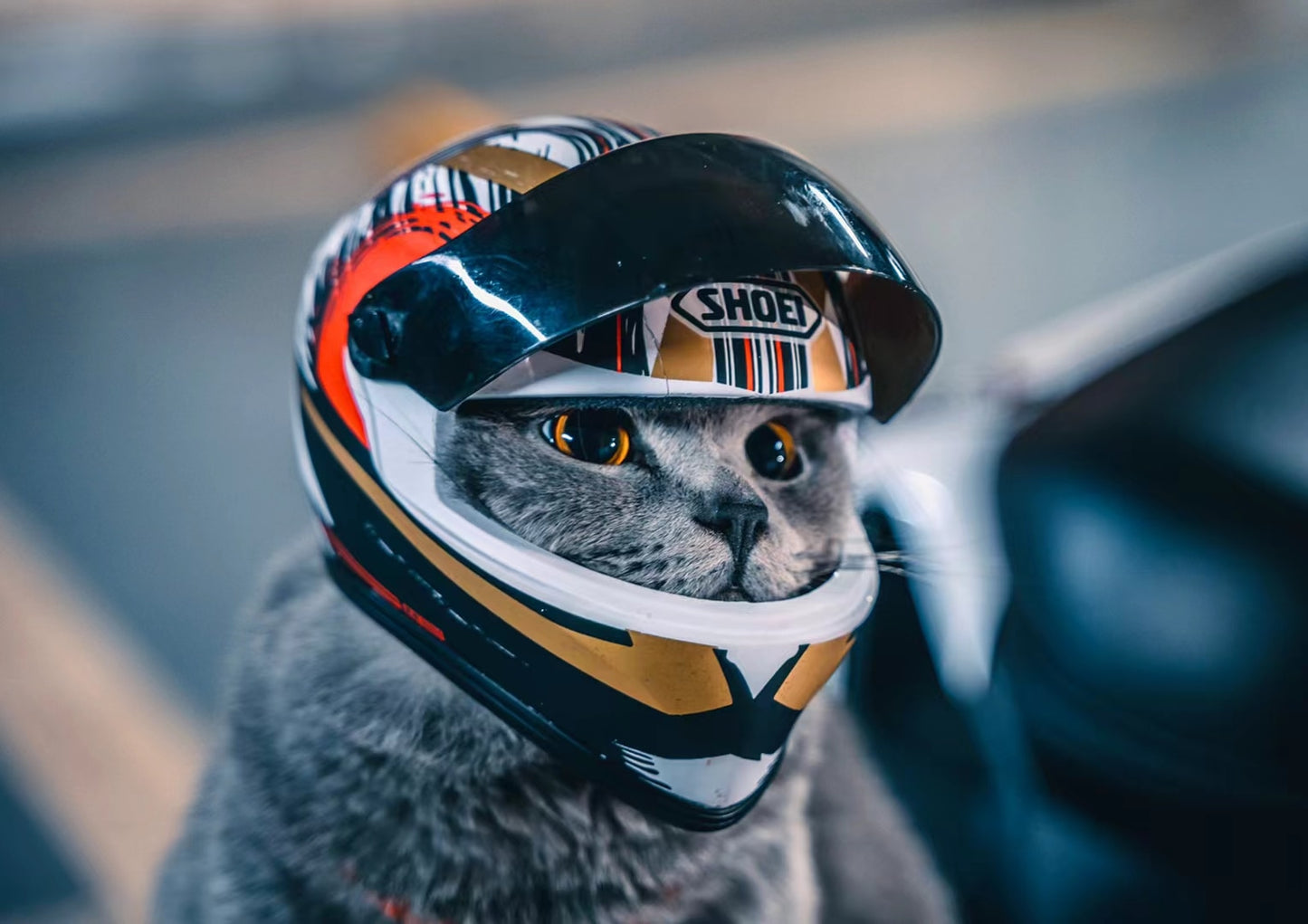 Cat Helmet