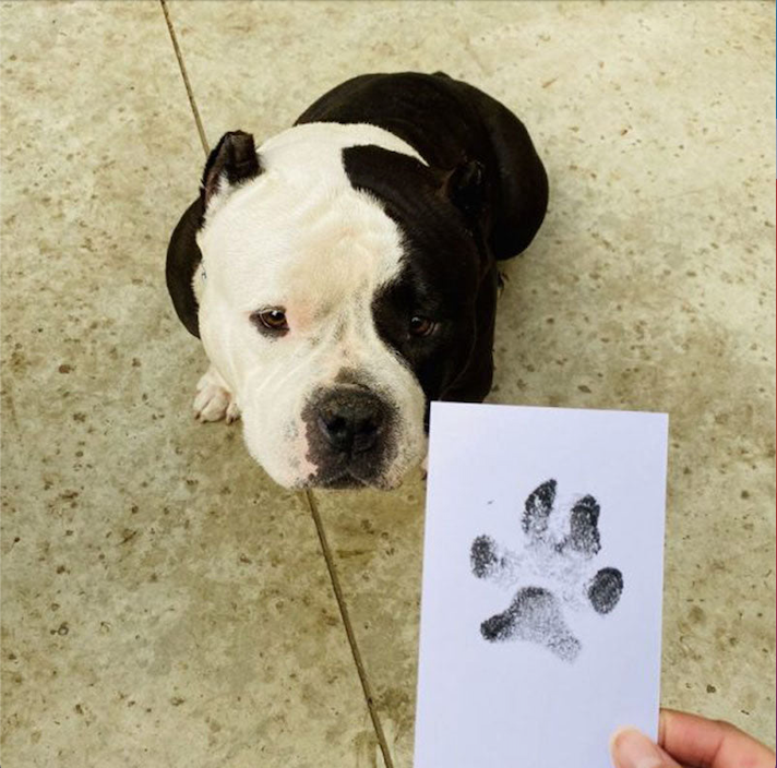 Paw Print Stamp