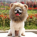 Lion Wig